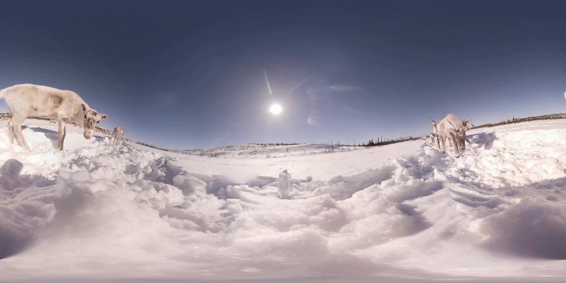 Snowfield